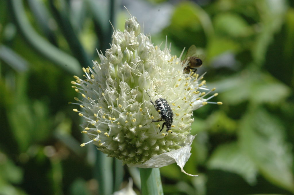 Bouillie bordelaise : Toxique pour la biodiversité du jardin